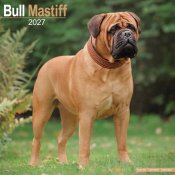 Bullmastiff väggkalender 2027