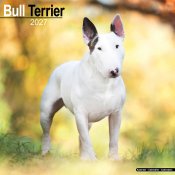 Bullterrier väggkalender 2027