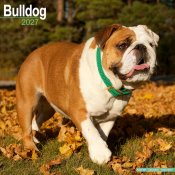 Engelsk bulldogg väggkalender 2027