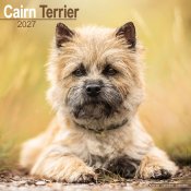 Cairnterrier väggkalender 2027