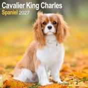 Cavalier king charles spaniel väggkalender 2027