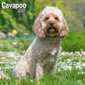 Cavapoo väggkalender 2027
