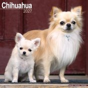 Chihuahua väggkalender 2027