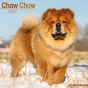 Chow chow väggkalender 2027