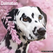 Dalmatiner väggkalender 2027