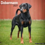Dobermann väggkalender 2027