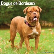 Dogue de bordeaux väggkalender 2027