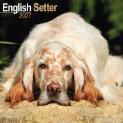 Engelsk setter väggkalender 2027