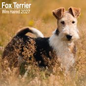 Strävhårig foxterrier väggkalender 2027