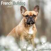 Fransk bulldogg väggkalender 2027