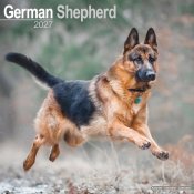 Tysk schäferhund väggkalender 2027