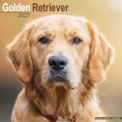 Golden retriever väggkalender 2027
