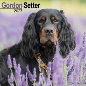 Gordonsetter väggkalender 2027