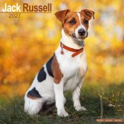 Jack russell terrier väggkalender 2027