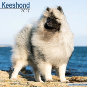Keeshond väggkalender 2027