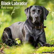Labrador retriever (svart) väggkalender 2027