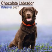 Labrador retriever (brun) väggkalender 2027