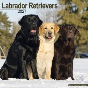 Labrador retriever väggkalender 2027
