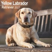 Labrador retriever (gul) väggkalender 2027