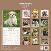 Lhasa apso väggkalender 2027