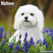 Malteser väggkalender 2027