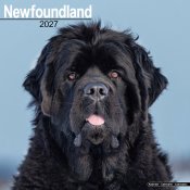 Newfoundlandshund väggkalender 2027
