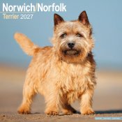 Norfolkterrier norwichterrier väggkalender 2027
