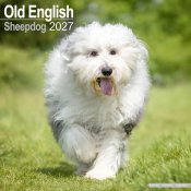 Old english sheepdog väggkalender 2027