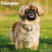 Pekingese väggkalender 2027