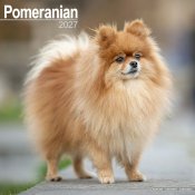 Pomeranian väggkalender 2027