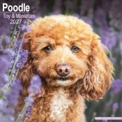 Pudel (toy & miniature) väggkalender 2027