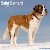 Sankt bernhardshund väggkalender 2027
