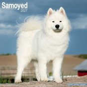 Samojedhund väggkalender 2027