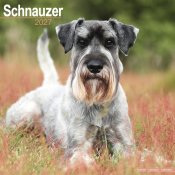 Schnauzer väggkalender 2027