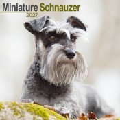 Dvärgschnauzer väggkalender 2027