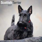 Skotsk terrier väggkalender 2027