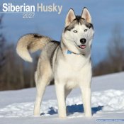 Siberian husky väggkalender 2027