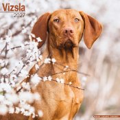 Ungersk vizsla väggkalender 2027