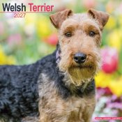 Welshterrier väggkalender 2027