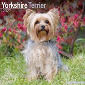 Yorkshireterrier väggkalender 2027