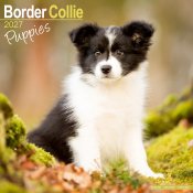 Border collie valpar väggkalender 2027