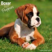 Boxer valpar väggkalender 2027