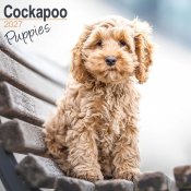 Cockapoo valpar väggkalender 2027