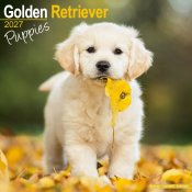 Golden retriever valpar 2027