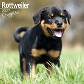 Rottweiler valpar väggkalender 2027