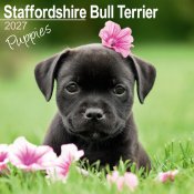 Staffordshire bullterrier valpar väggkalender 2027