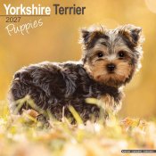 Yorkshireterrier valpar väggkalender 2027