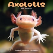 Axolotl väggkalender 2027