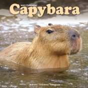 Capybara väggkalender 2027
