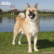 Akita / American akita väggkalender 2024